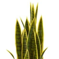 3ft. Potted Snake Plant -Michaels Shop D251798S 12