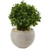2ft. Eucalyptus Plant In Sand Colored Bowl 2 2ft. Eucalyptus Plant In Sand Colored Bowl -Michaels Shop D251800S 11