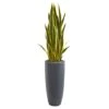 4.5ft. Sansevieria Plant In Gray Planter