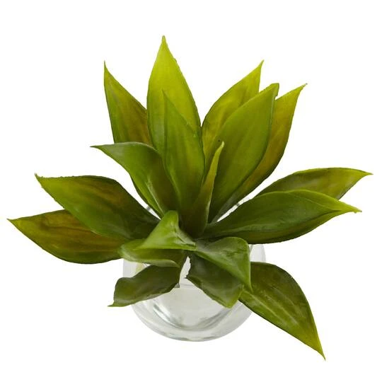 5.75" Mini Agave Succulent In Glass Vase, 3ct. 6 5.75" Mini Agave Succulent In Glass Vase, 3ct. - Image 4
