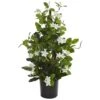 24” Potted White Stephanotis Climbing Plant -Michaels Shop D251851S 11