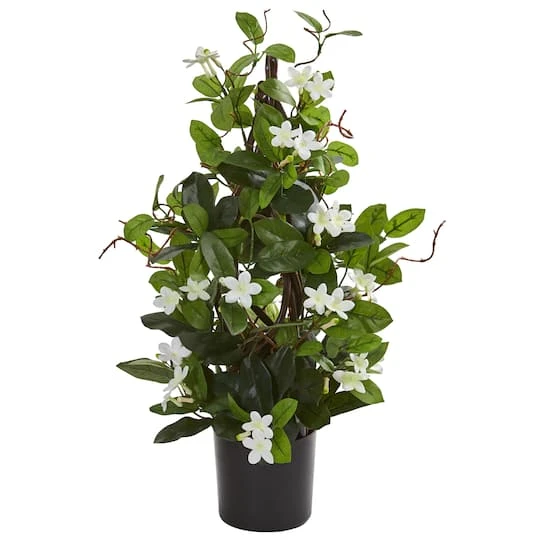 24” Potted White Stephanotis Climbing Plant 3 24” Potted White Stephanotis Climbing Plant