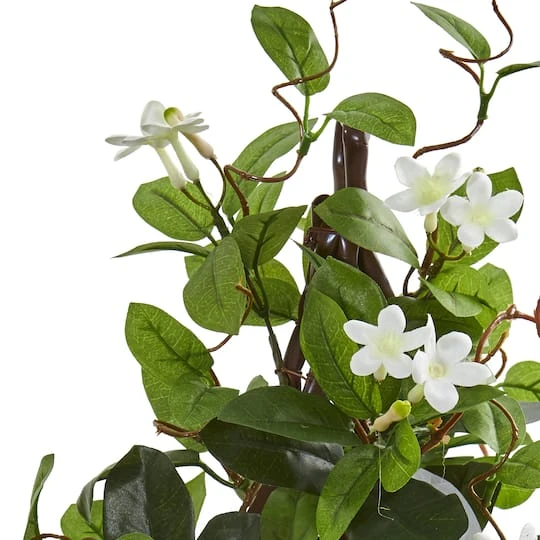 24” Potted White Stephanotis Climbing Plant 5 24” Potted White Stephanotis Climbing Plant - Image 3
