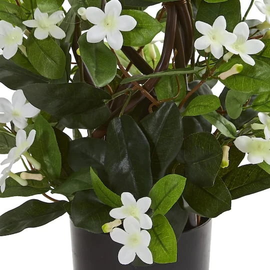 24” Potted White Stephanotis Climbing Plant 6 24” Potted White Stephanotis Climbing Plant - Image 4