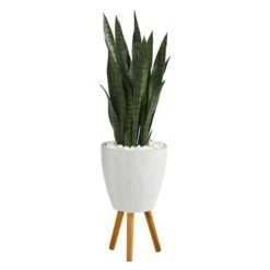 4ft. Snake Plant In White Planter With Stand