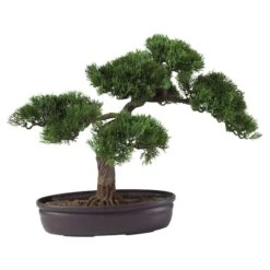 16" Potted Cedar Bonsai Plant