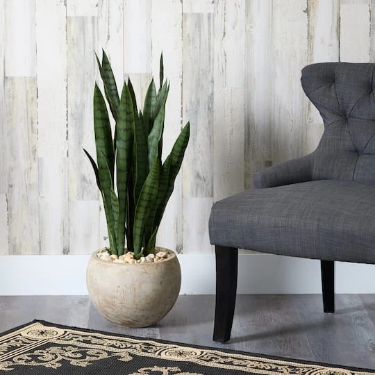 2.5ft. Snake Plant In Sand Colored Planter 6 2.5ft. Snake Plant In Sand Colored Planter - Image 4