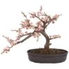 15" Potted Cherry Blossom Bonsai Silk Tree 1 15" Potted Cherry Blossom Bonsai Silk Tree -Michaels Shop D251876S 11