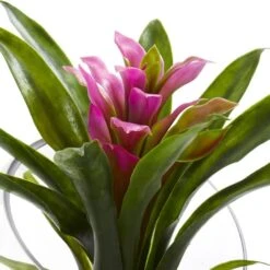8" Purple Tropical Bromeliad Arrangement In Angled Vase -Michaels Shop D262058S 12