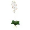 White Moth Orchid Stem, 12ct.