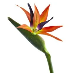 Orange Bird Of Paradise Stems, 4ct. -Michaels Shop D262213S 3