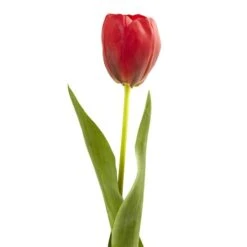 Red Tulip Stems, 8ct. -Michaels Shop D262220S 2