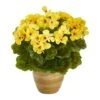 11" Yellow Geranium In Ceramic Planter