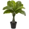 16" Potted Mini Banana Plant -Michaels Shop D262324S 1