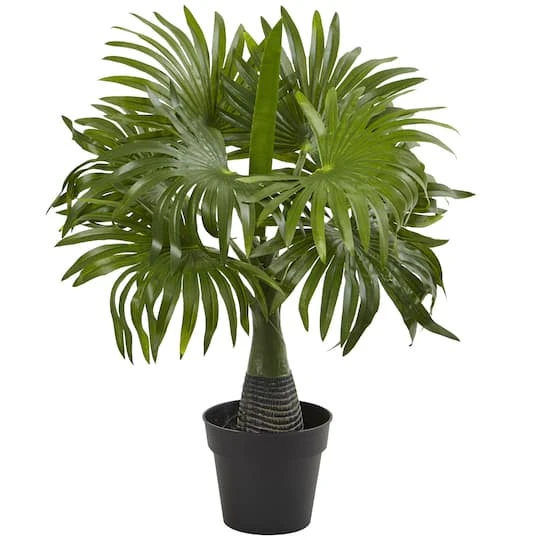 15.5" Potted Mini Fountain Palm Plant 3 15.5" Potted Mini Fountain Palm Plant