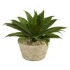 1.5ft. Agave Succulent Plant In White Planter -Michaels Shop D262449S 1