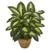 18" Dieffenbachia Tree In Ceramic Planter -Michaels Shop D262462S 11