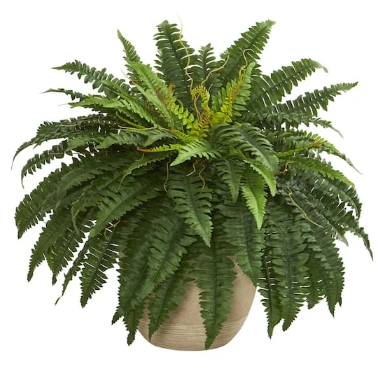 22" Boston Fern In Sandstone Planter 4 22" Boston Fern In Sandstone Planter - Image 2