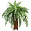 2.5ft. Boston Fern In Wood Vase