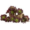 Green & Burgundy Echeveria Succulent, 12ct. -Michaels Shop D262489S 1
