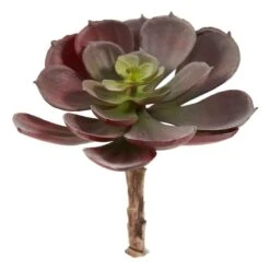 Green & Burgundy Echeveria Succulent, 12ct. -Michaels Shop D262489S 2