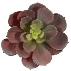 Green & Burgundy Echeveria Succulent, 12ct. -Michaels Shop D262489S 3