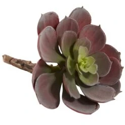 Green & Burgundy Echeveria Succulent, 12ct. -Michaels Shop D262489S 4