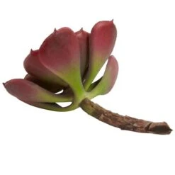 Green & Burgundy Echeveria Succulent, 12ct. -Michaels Shop D262489S 5