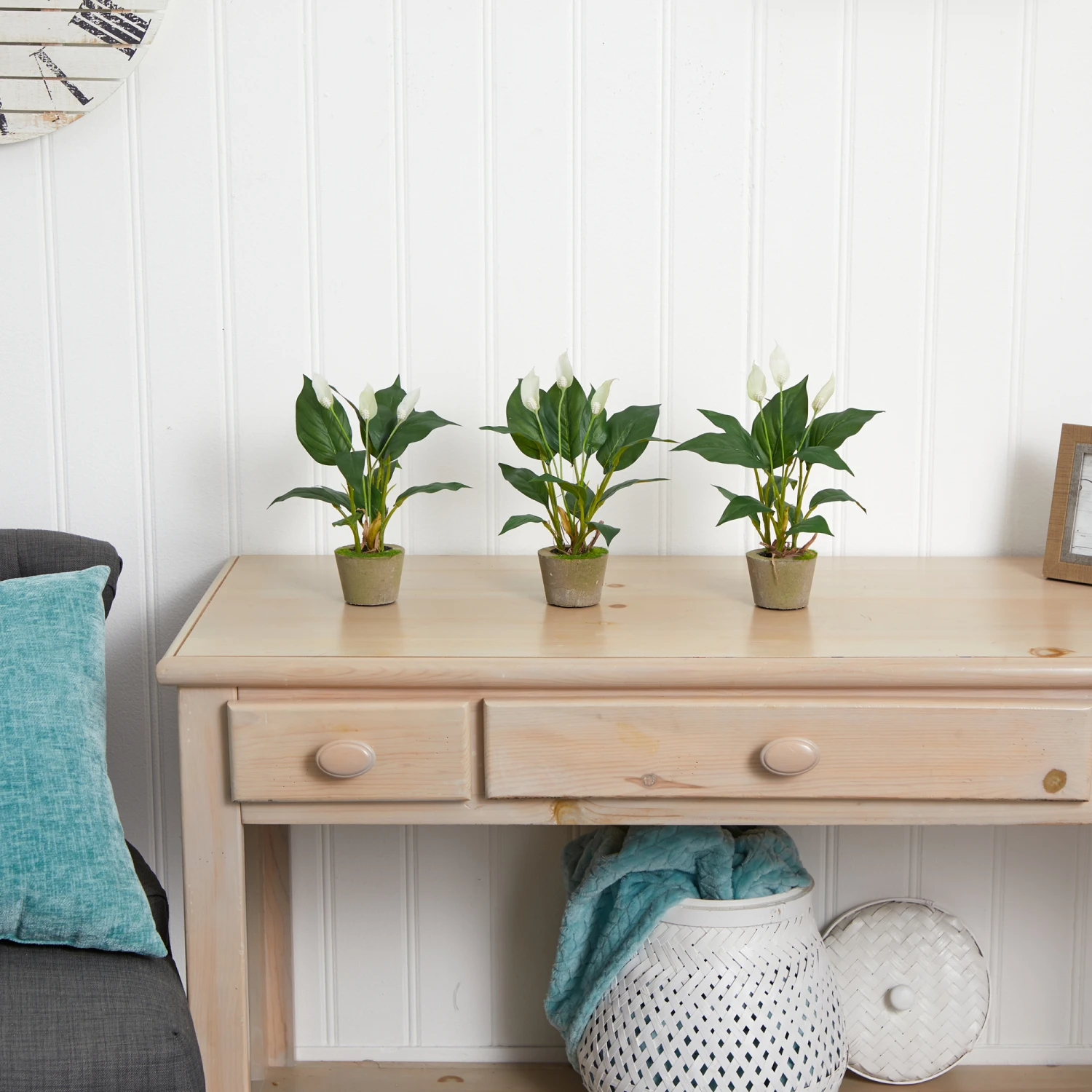 11" Peace Lily With Cement Planter, 3ct. 7 11" Peace Lily With Cement Planter, 3ct. - Image 5