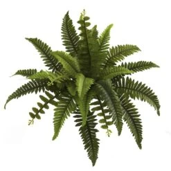 Boston Fern, 6ct. -Michaels Shop D262533S 12