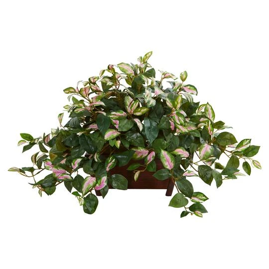 16" Hoya In Decorative Planter 3 16" Hoya In Decorative Planter