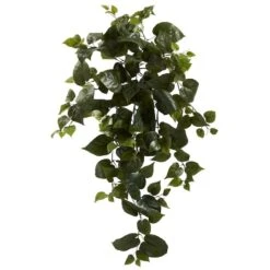 Hanging Philo Plant, 3ct.