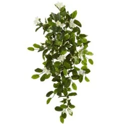 Hanging Mixed Stephanotis & Ivy Plant, 4ct.