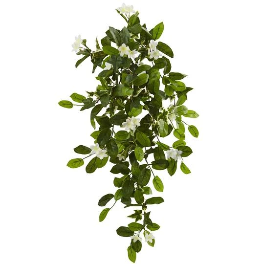 Hanging Mixed Stephanotis & Ivy Plant, 4ct. 3 Hanging Mixed Stephanotis & Ivy Plant, 4ct.
