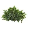 20'' Mixed Ficus & Fittonia Ledge Plant 1 20'' Mixed Ficus & Fittonia Ledge Plant -Michaels Shop D262583S 11