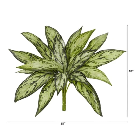 Silver Queen Plant, 6ct. 5 Silver Queen Plant, 6ct. - Image 3