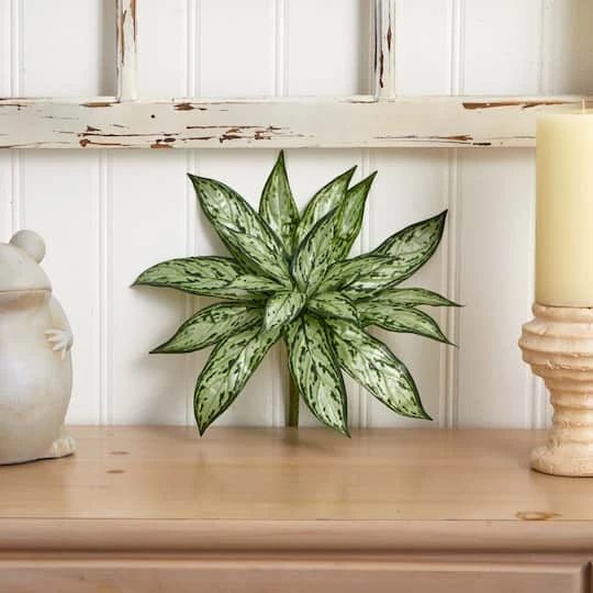 Silver Queen Plant, 6ct. 7 Silver Queen Plant, 6ct. - Image 5