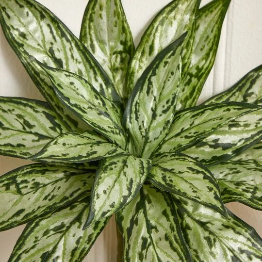 Silver Queen Plant, 6ct. 8 Silver Queen Plant, 6ct. - Image 6