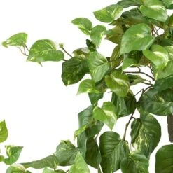 2ft. Pothos Hanging Bush, 3ct. -Michaels Shop D262601S 13
