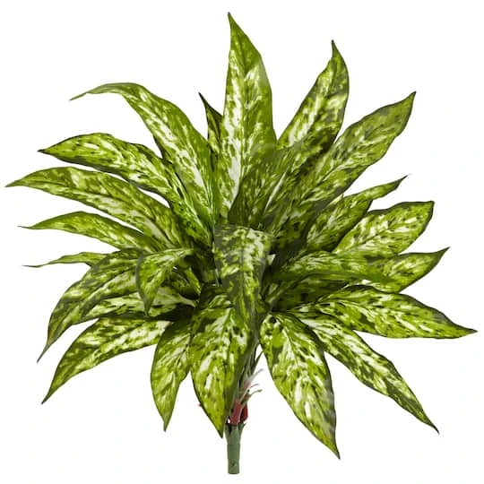 Chinese Evergreen Bush, 4ct. 4 Chinese Evergreen Bush, 4ct. - Image 2