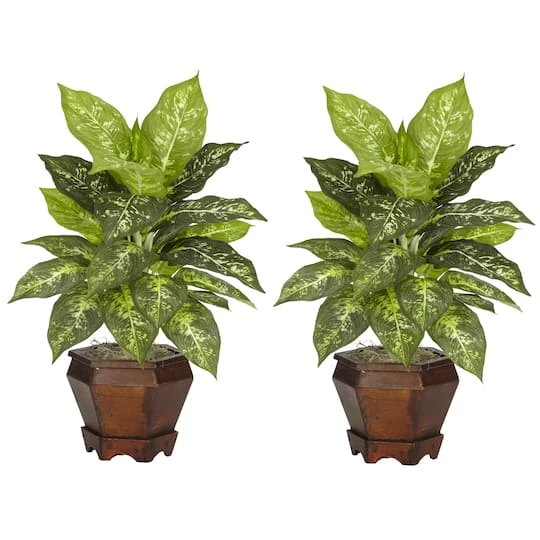 20.5" Variegated Dieffenbachia In Wood Vase, 2ct. 3 20.5" Variegated Dieffenbachia In Wood Vase, 2ct.