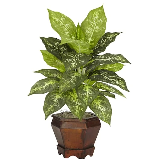 20.5" Variegated Dieffenbachia In Wood Vase, 2ct. 5 20.5" Variegated Dieffenbachia In Wood Vase, 2ct. - Image 3