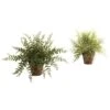 12" Fern In Decorative Planter, 2ct. -Michaels Shop D262662S 1
