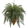 2.5ft. Giant River Fern With Cone Hanging Basket