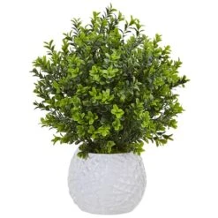17" Boxwood In White Vase
