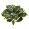 Variegated Hosta, 6ct. -Michaels Shop D262756S 1