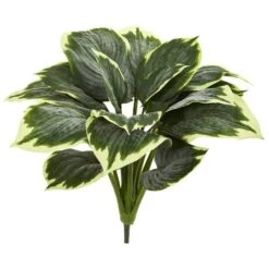 Variegated Hosta, 6ct. -Michaels Shop D262756S 2