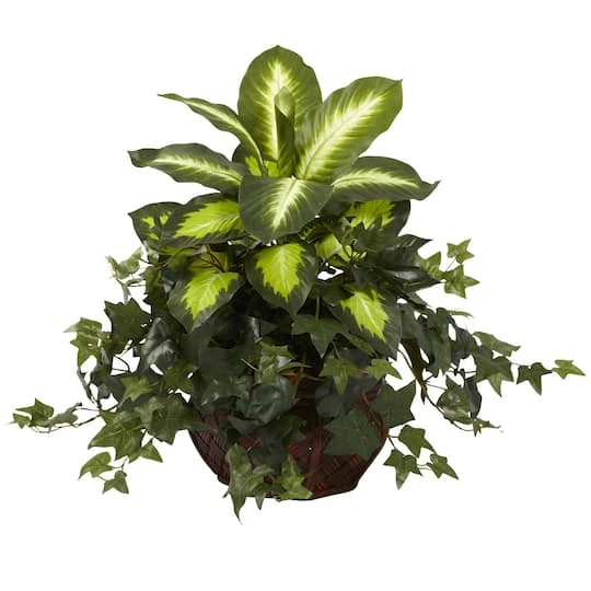 20" Dieffenbachia & Ivy In Decorative Planter 3 20" Dieffenbachia & Ivy In Decorative Planter - Image 2
