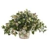18" Hoya Tricolor In Floral Planter