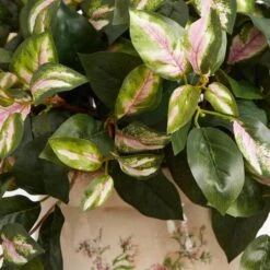 18" Hoya Tricolor In Floral Planter -Michaels Shop D262762S 14